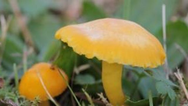 Natuurpunt
