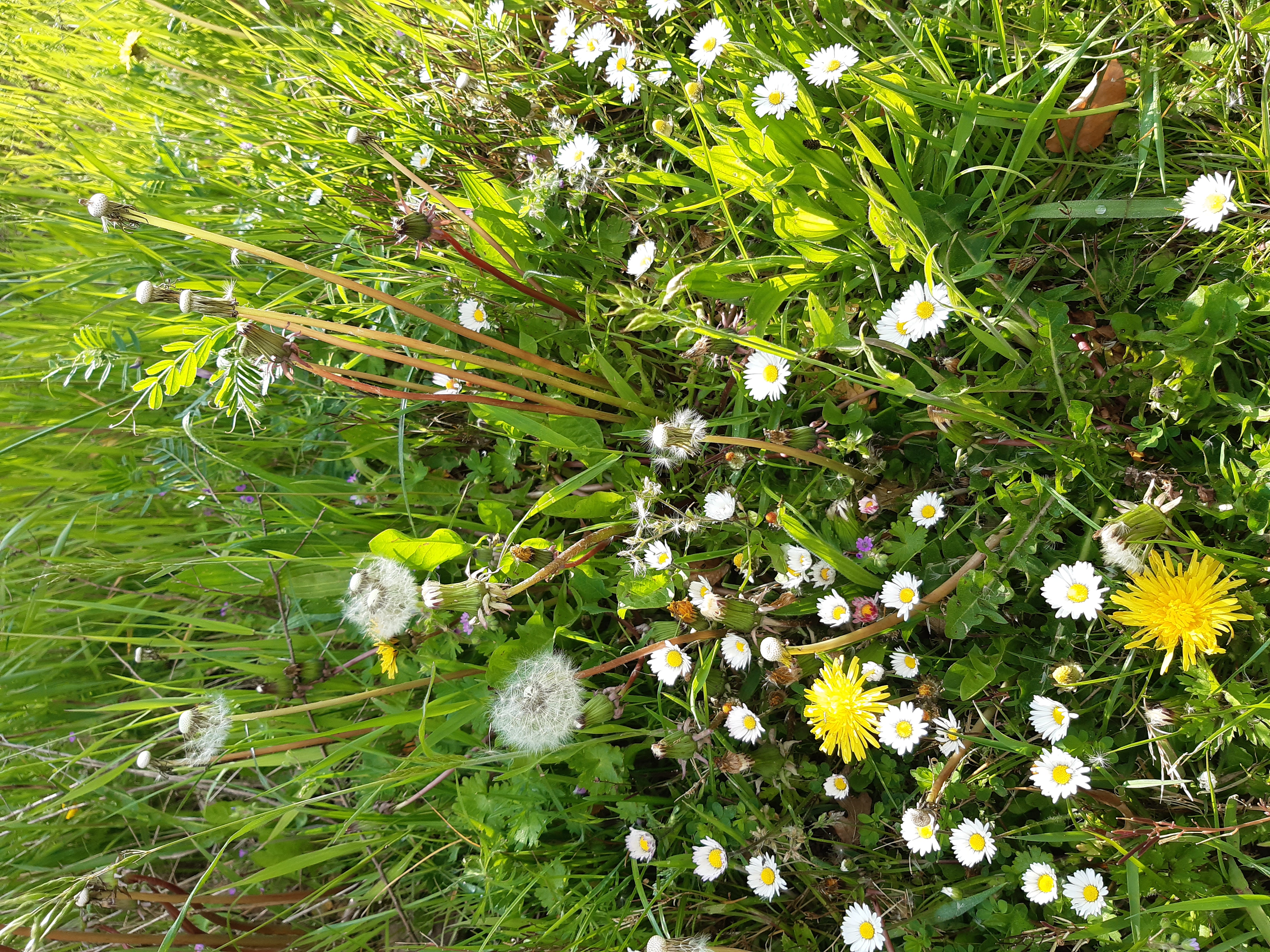 madeliefje en paardenbloem