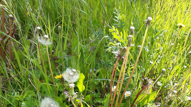 madeliefje en paardenbloem