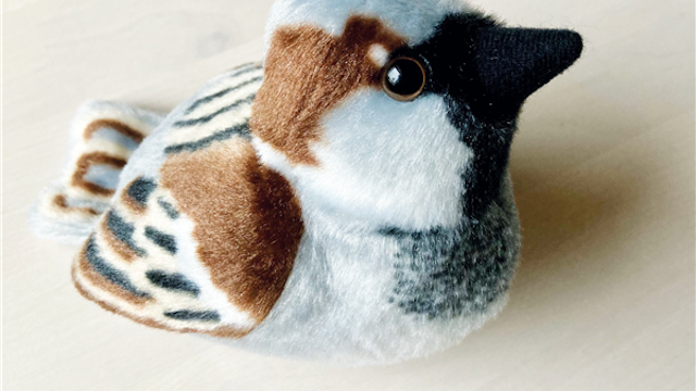Workshop: Vogels in de stad (6+)