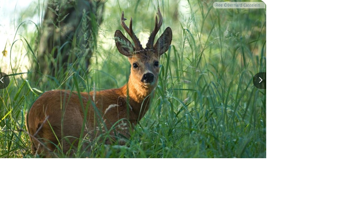 ree klein schietveld