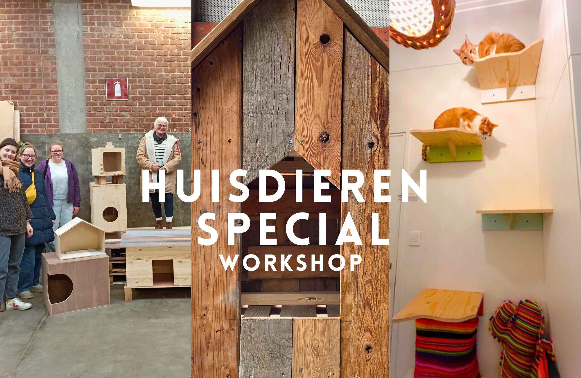 workshop huisdieren special