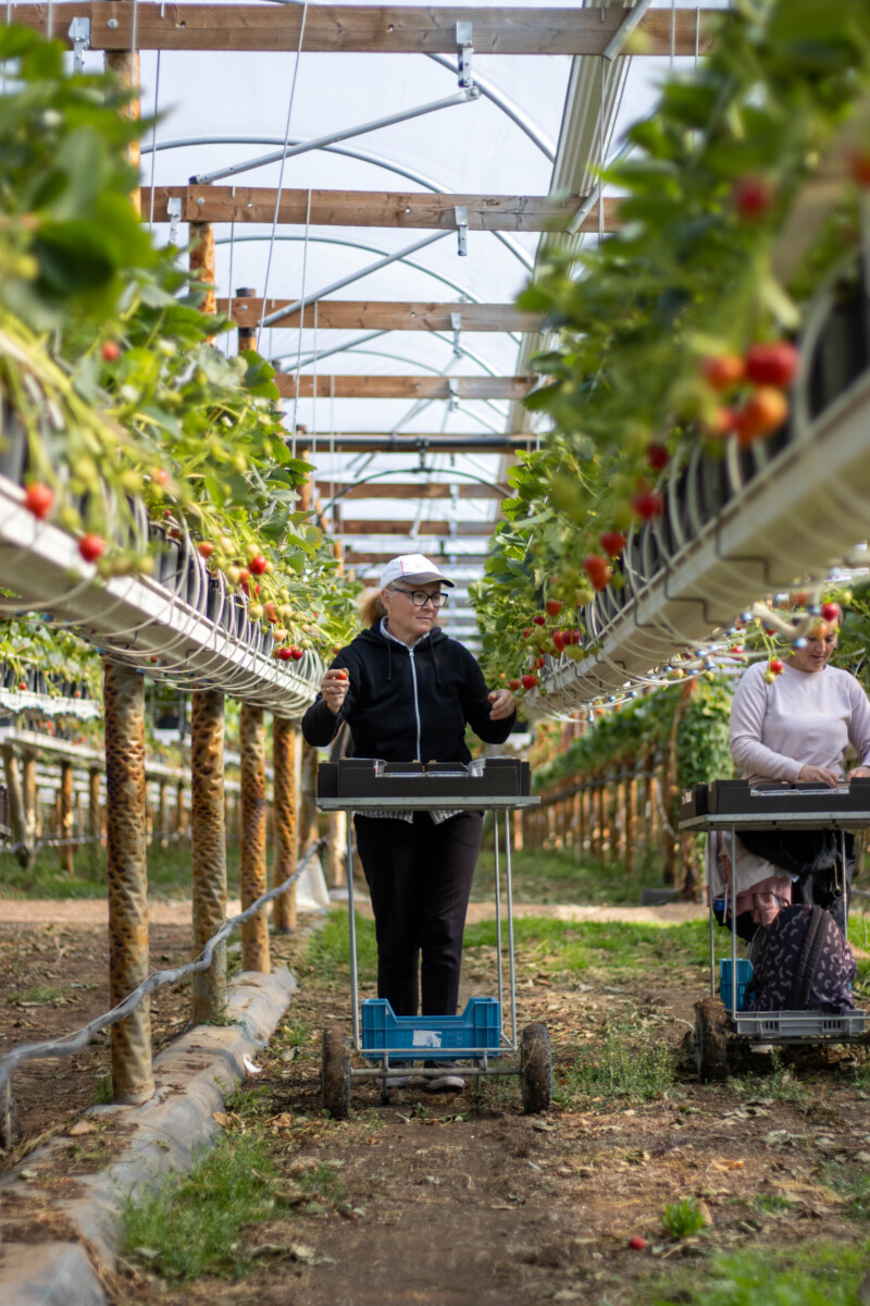 Fruitbedrijf Wilderhof