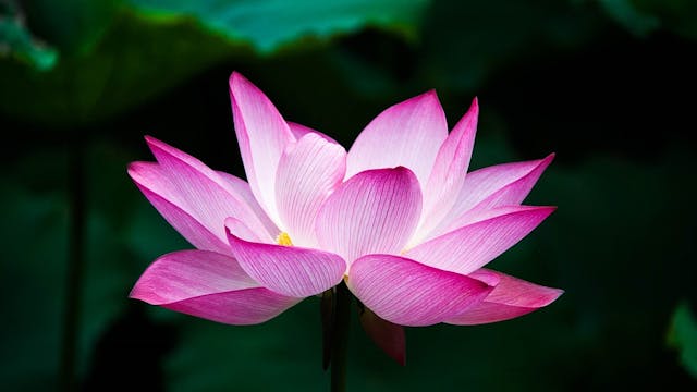 lotus