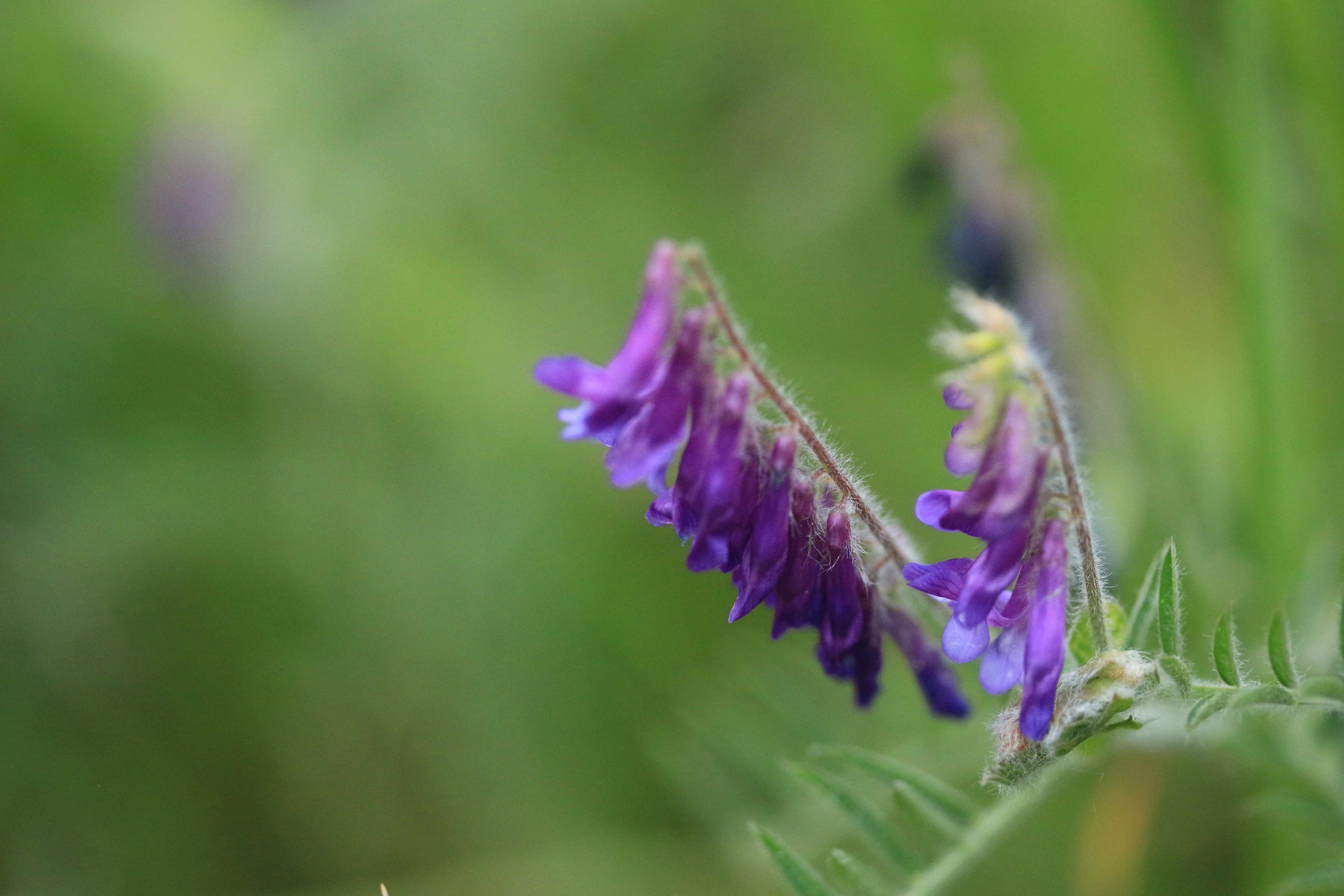 La forêt de Soignes au début Messidor