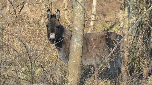 Wandeling in de Houtsaegerduinen.jpg