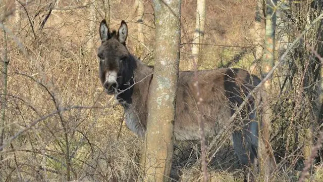 Wandeling in de Houtsaegerduinen.jpg
