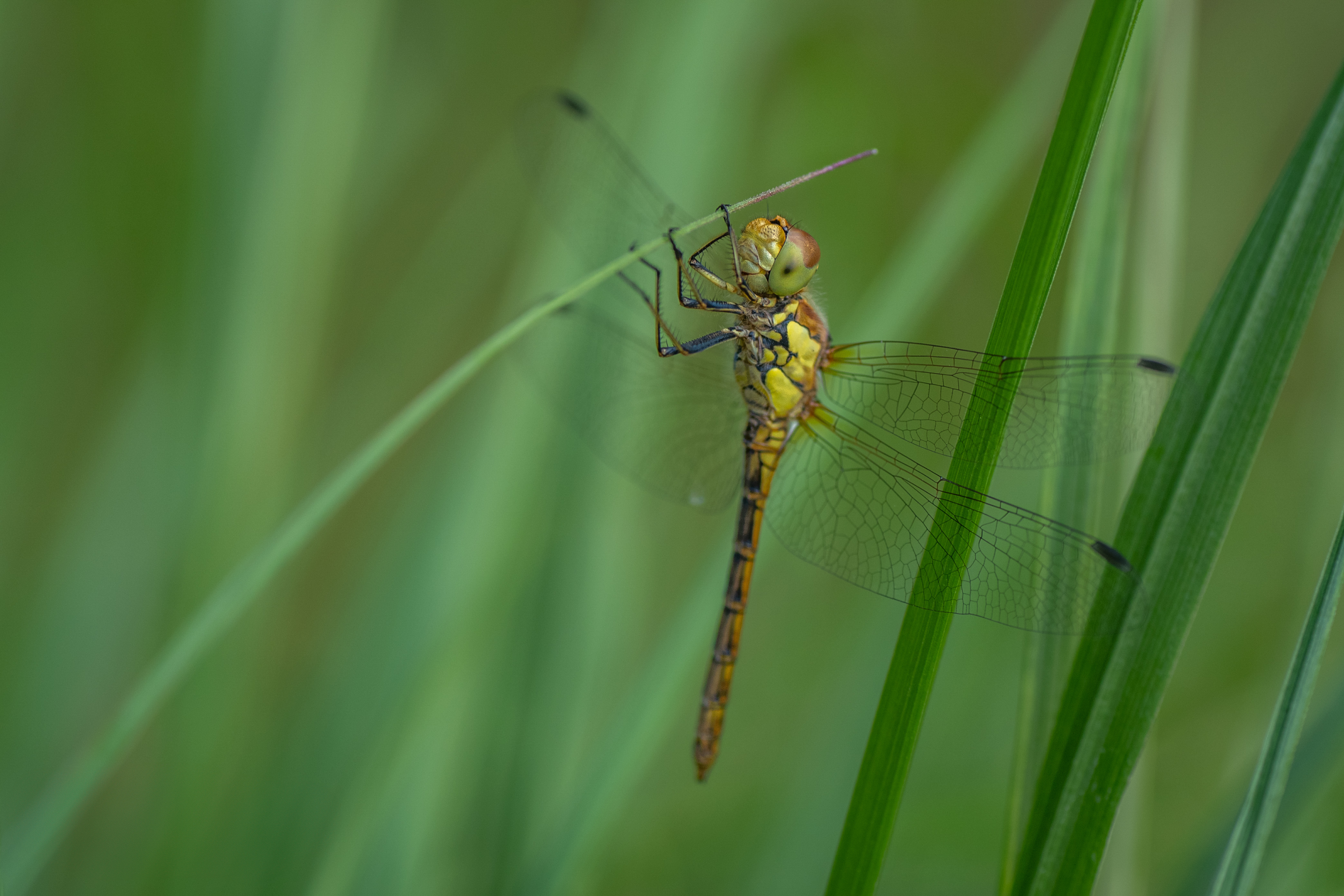 Biodiversiteitschallenge: bioblitz