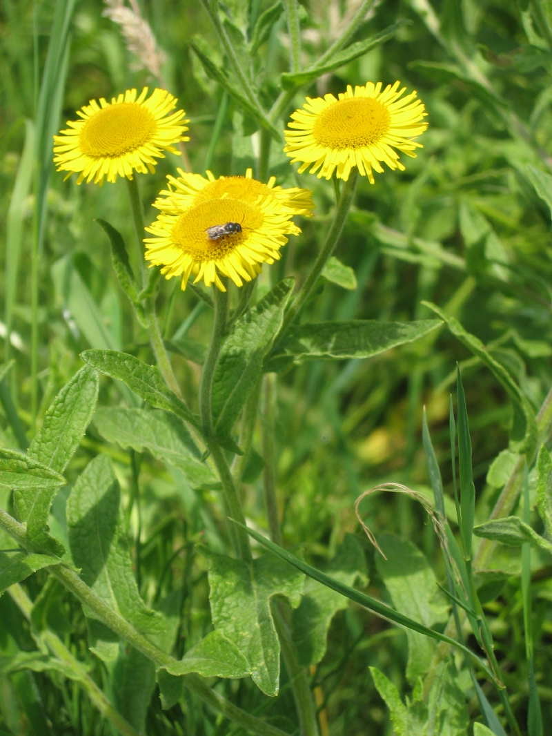 Rondleiding in het Frans