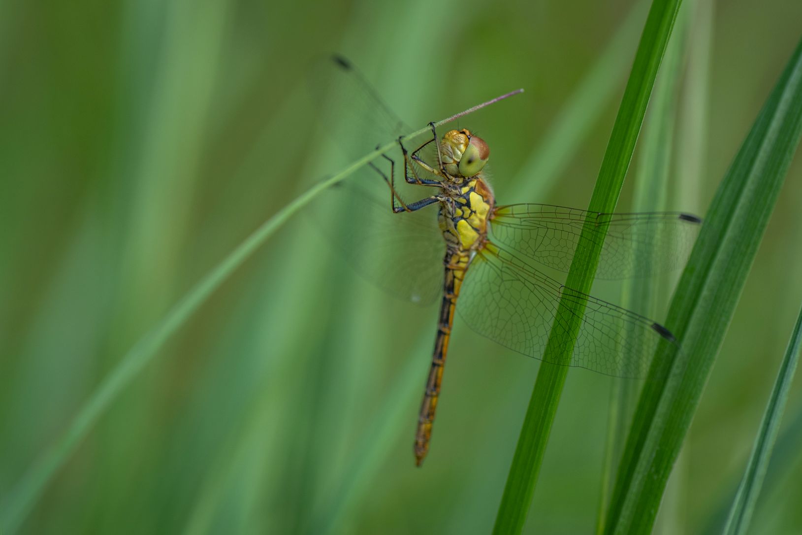 Insectencursus klein.jpg