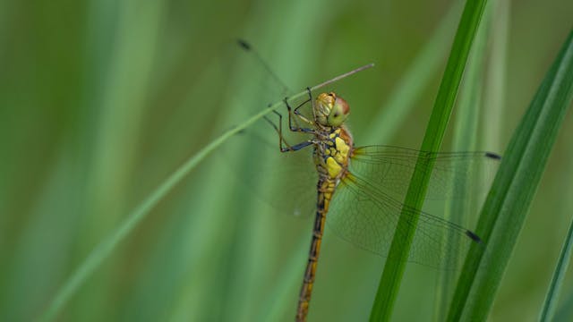 Insectencursus klein.jpg