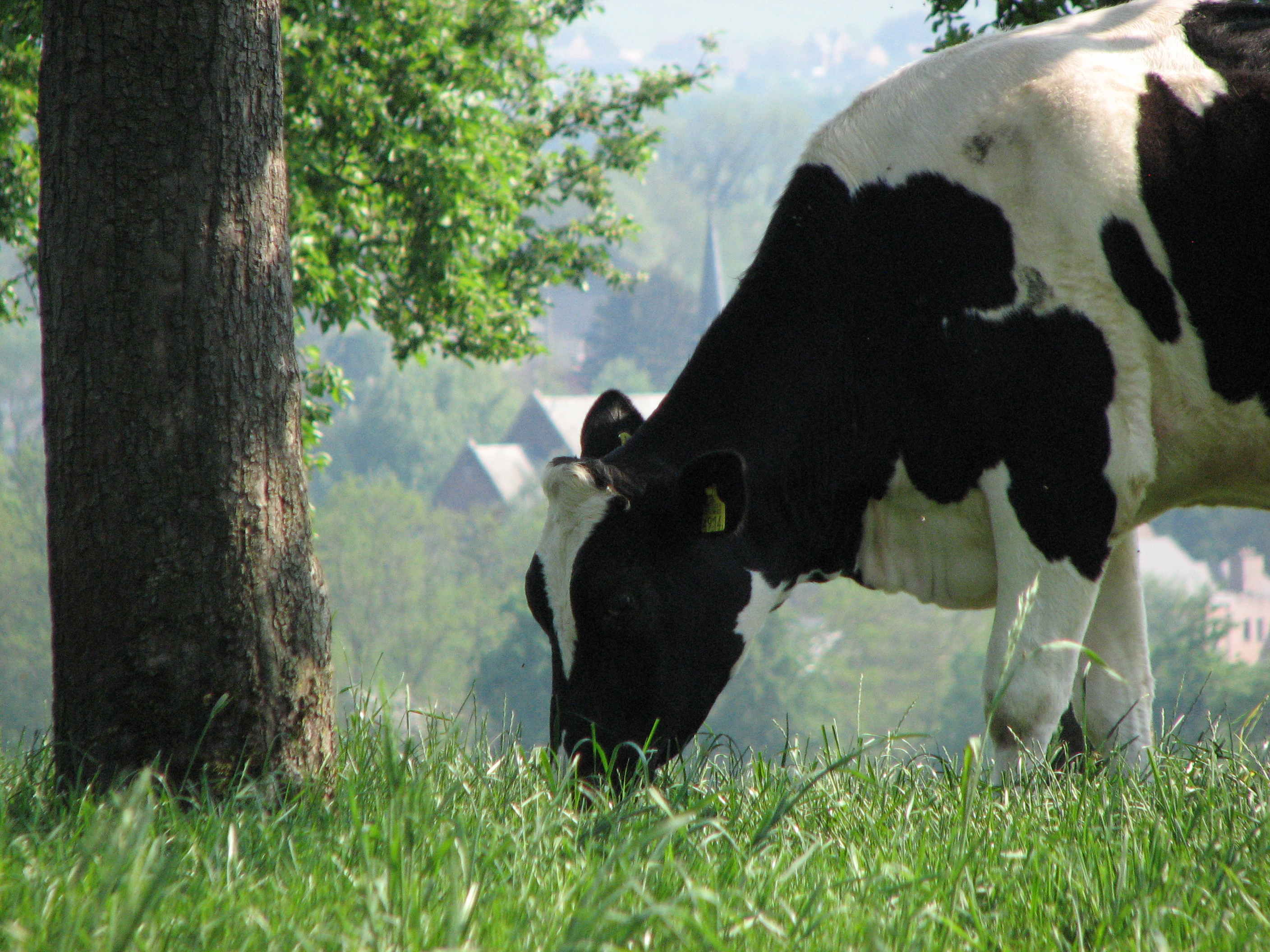 Streekproducten Autorondrit Haspengouw