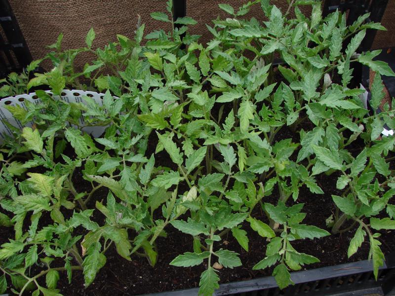 Jonge tomatenplanten