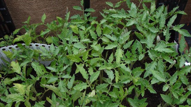 Jonge tomatenplanten