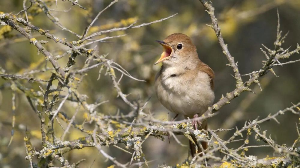 Zangvogels in de Oosthoekduinen.jpg