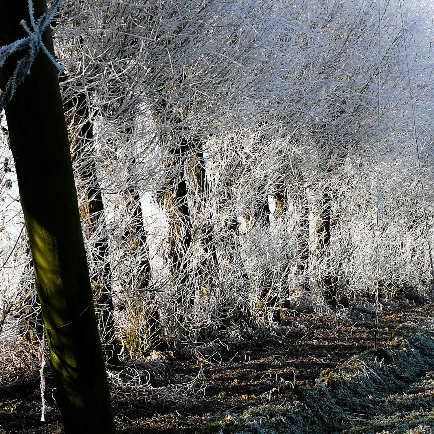 westosuter - hoppeveld 266b -18x18 cm