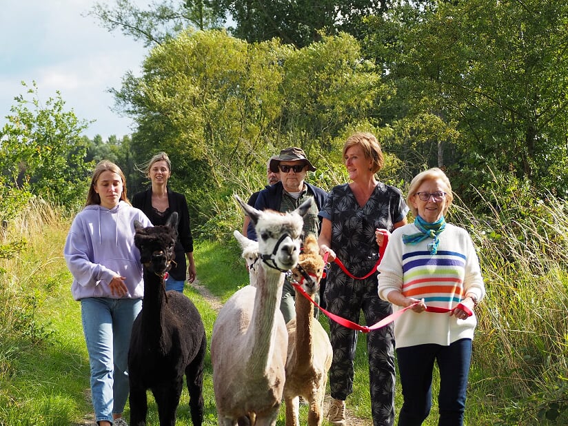 Genieten van de rustgevende alpaca's en de natuur!