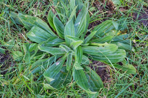 Kruidenworkshop onkruidappreciatiedag - koken met onkruid klein.jpg