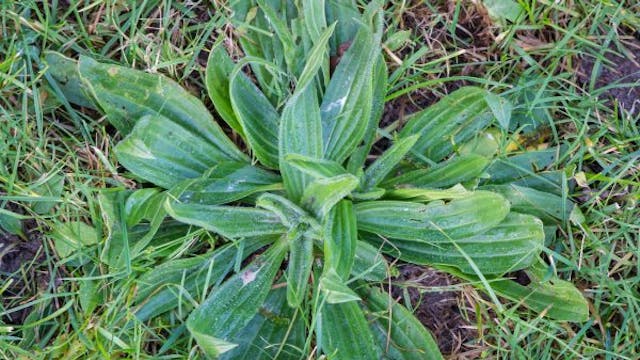Kruidenworkshop onkruidappreciatiedag - koken met onkruid klein.jpg