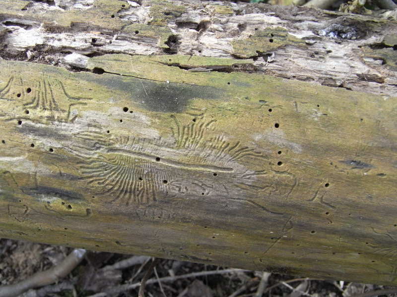 Rondleiding in het frans