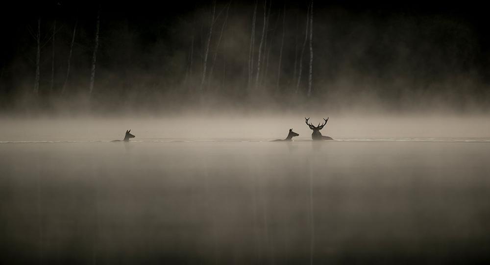 Le Chant des Forêts - Vincent Munier