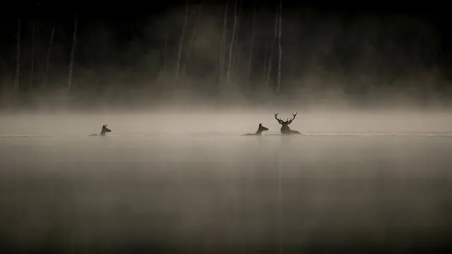 Le Chant des Forêts - Vincent Munier