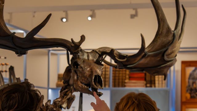 museum dierkunde MLKULpt1_EliasD_LR_31.jpg