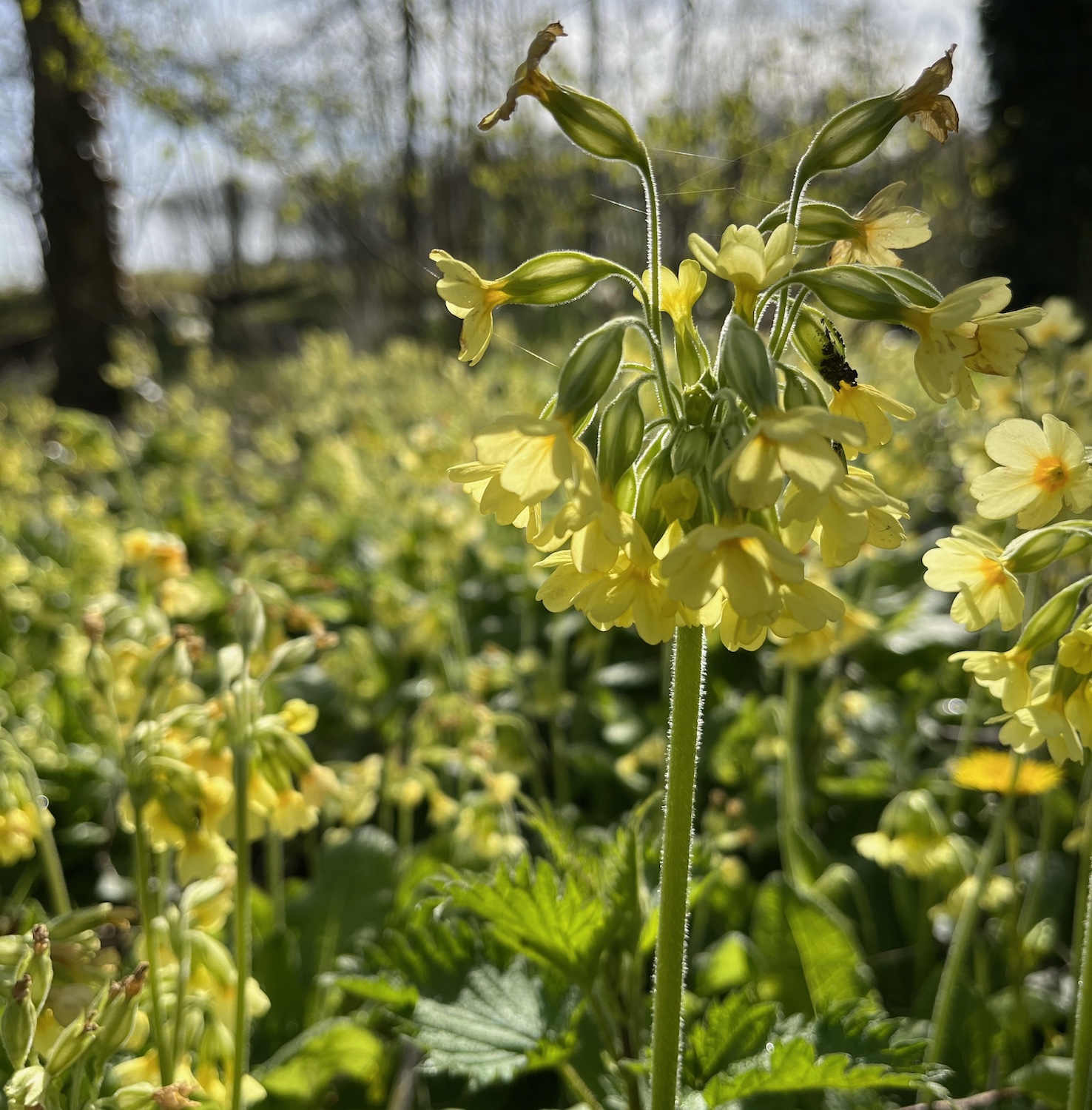 bosbad in het eerste groen
