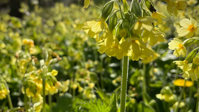 bosbad in het eerste groen