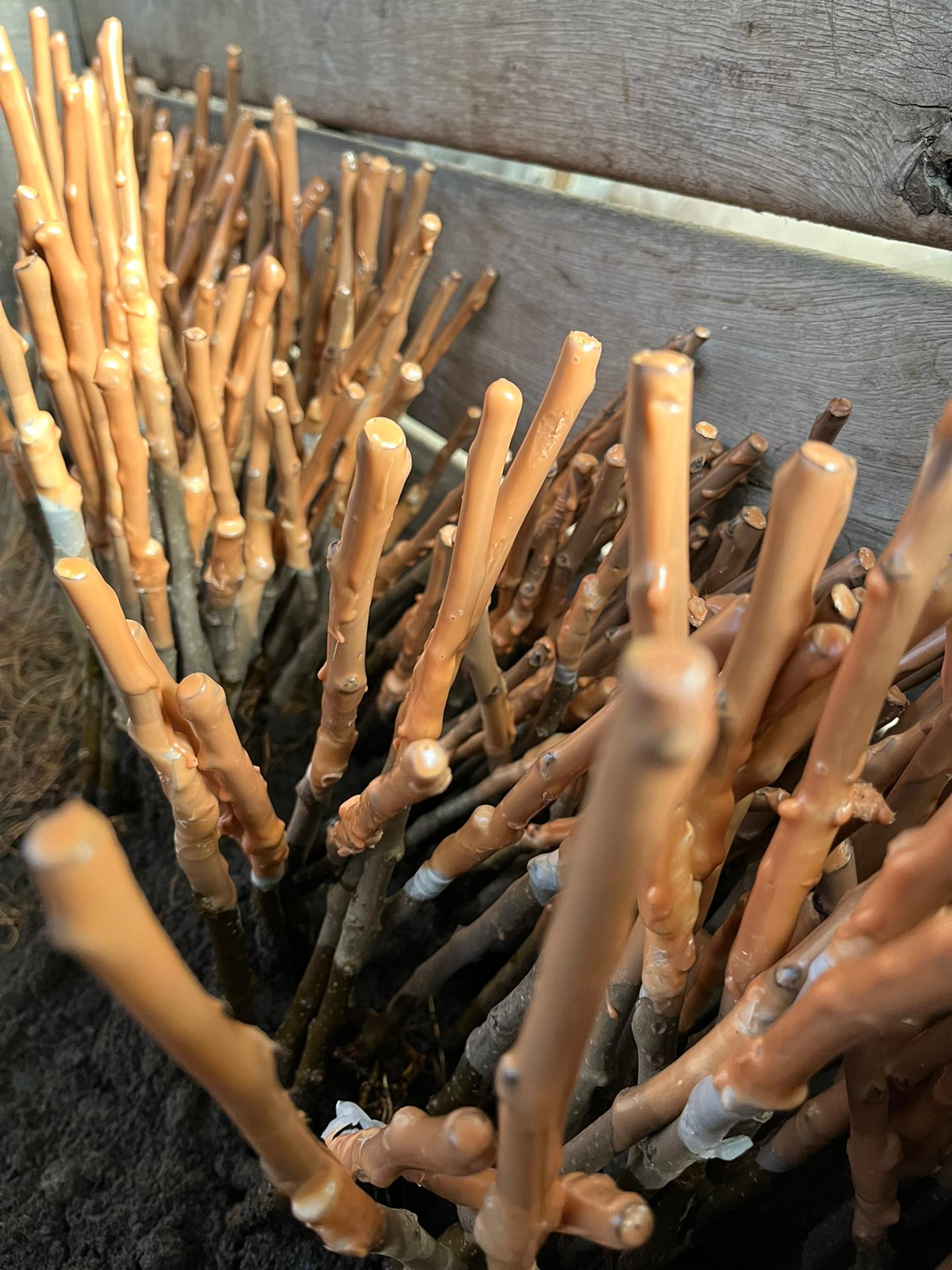 Enten van fruitbomen