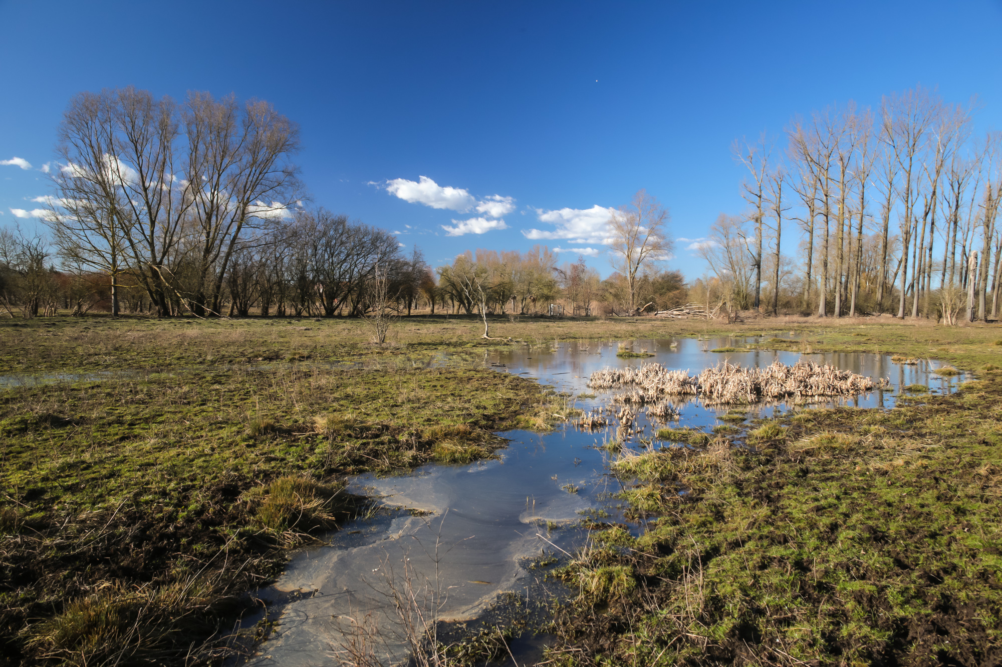 Herkbeemden in Wellen