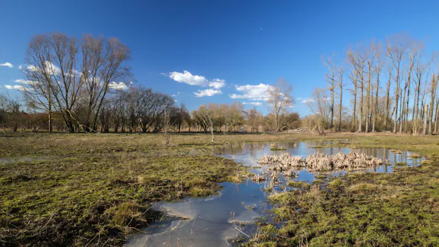 Herkbeemden in Wellen