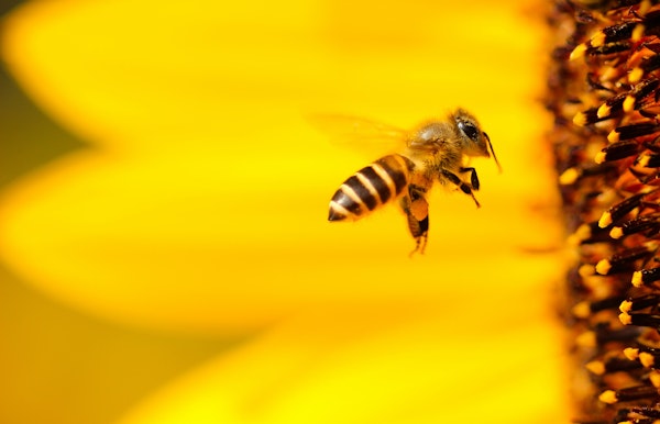 Bijen in de (moes)tuin: Wat kan ik voor je doen?