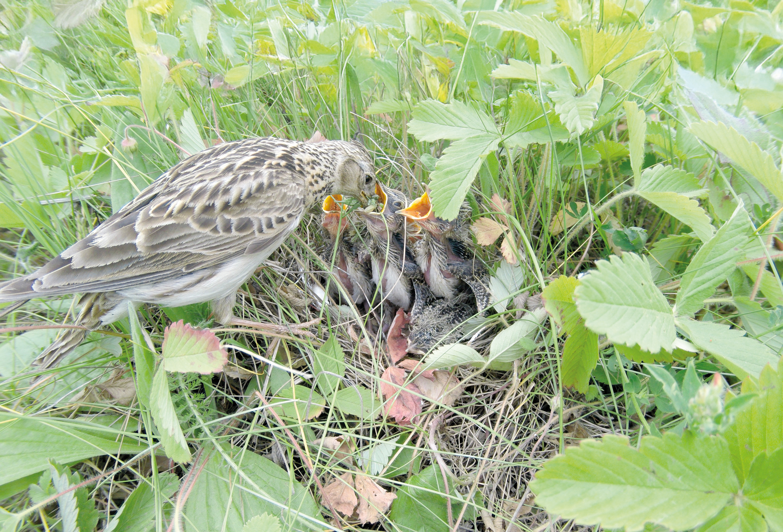 Leven op de grond – ontdek de wereld van de grondbroedende 