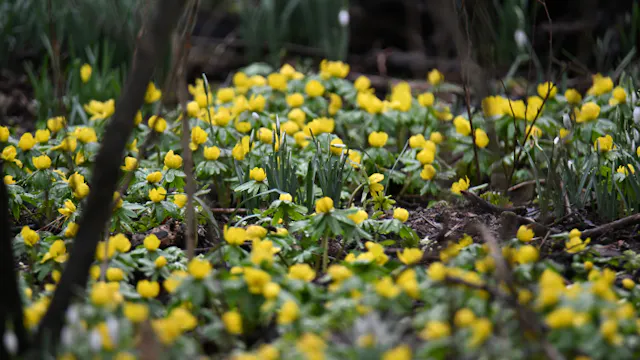 GEMEENTEBESTUUR KNOKKE-HEIST