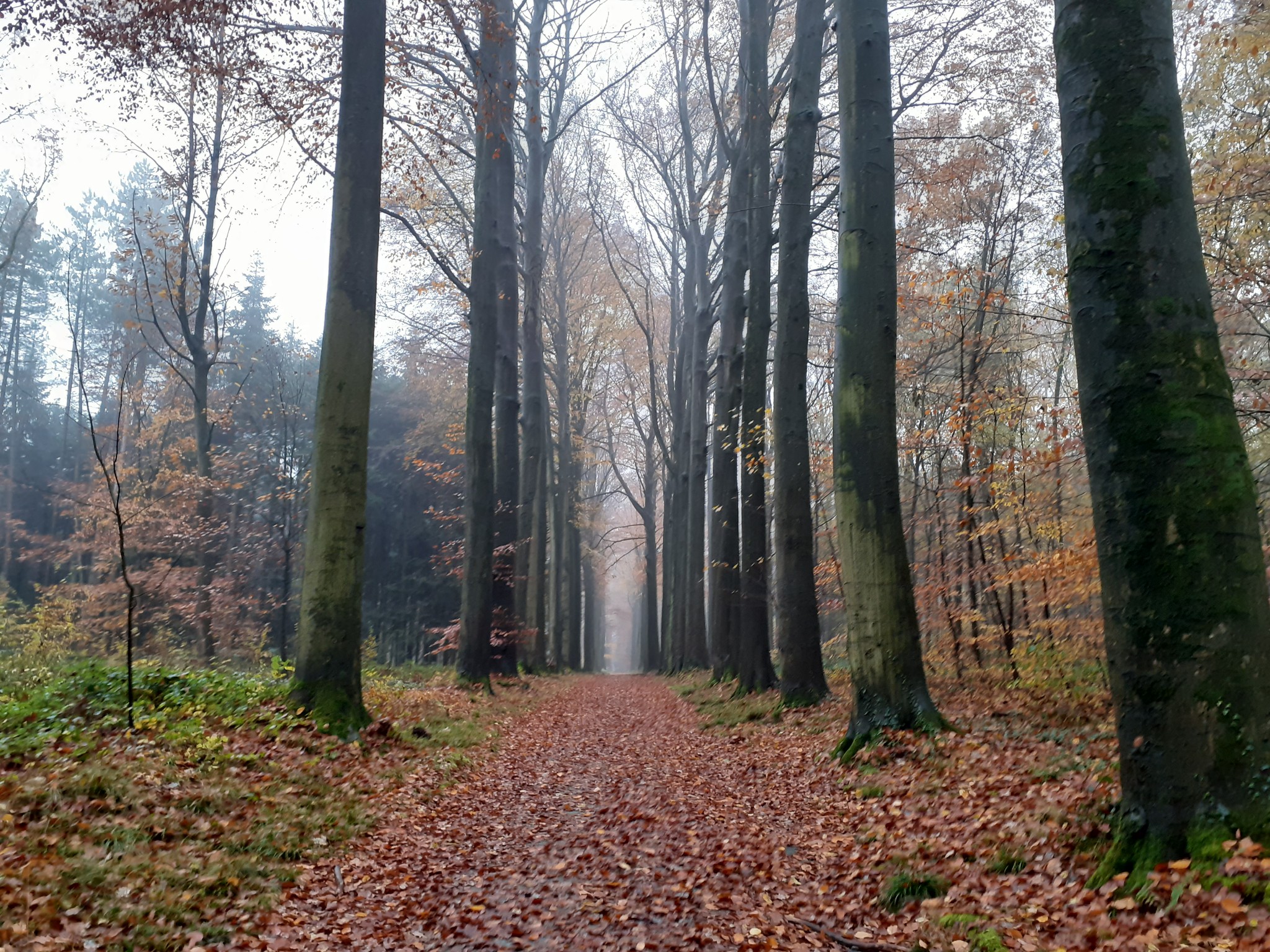 Wandelen