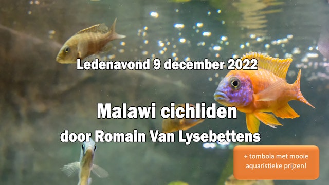 Malawicichliden houden door Romain Van Lysebettens