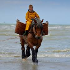 Dagreis naar de Paardenvisser Hoeve