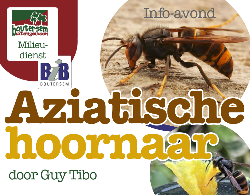 Infoavond: Aziatische hoornaars