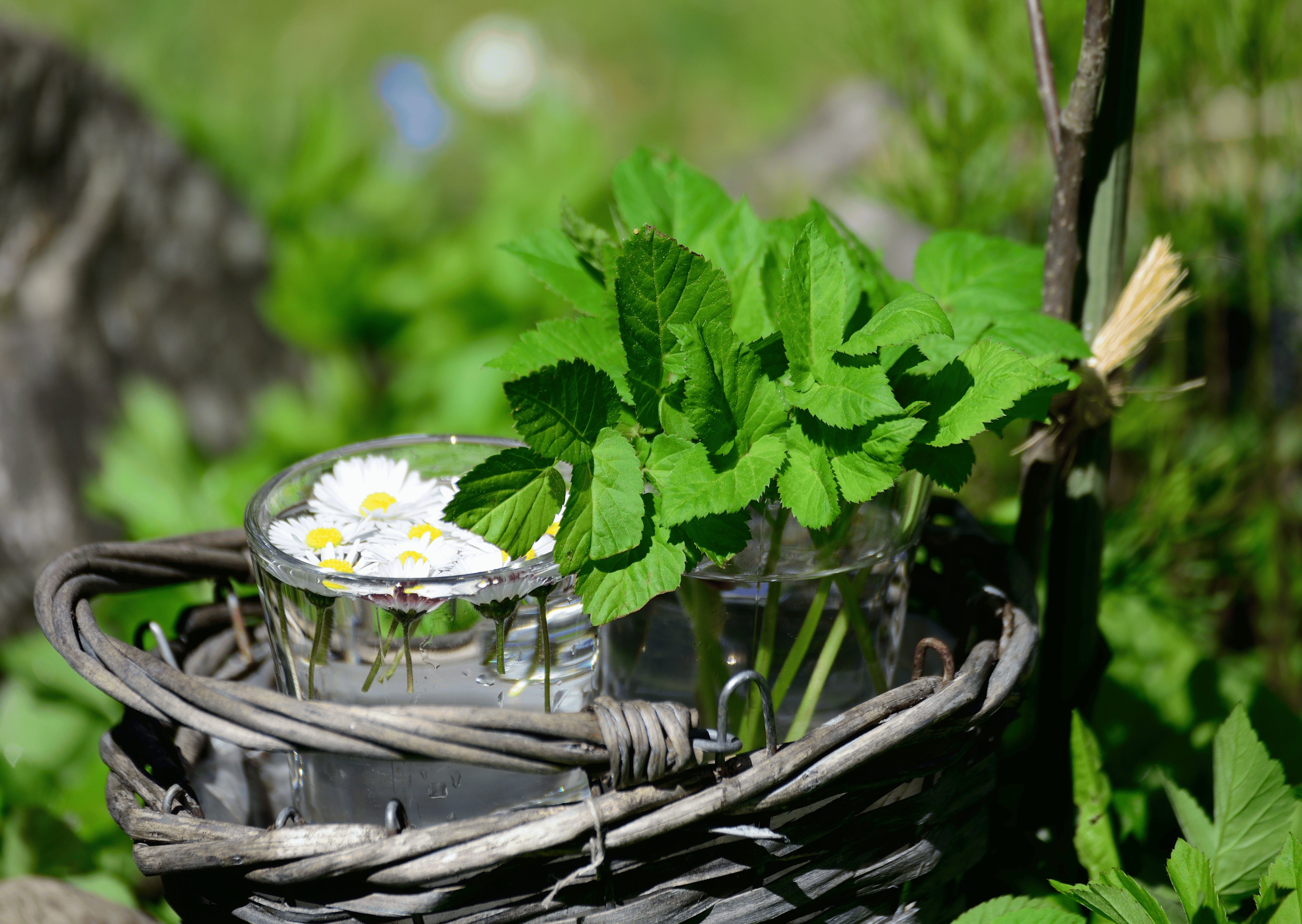 Kruidenwandeling domein De  Ster