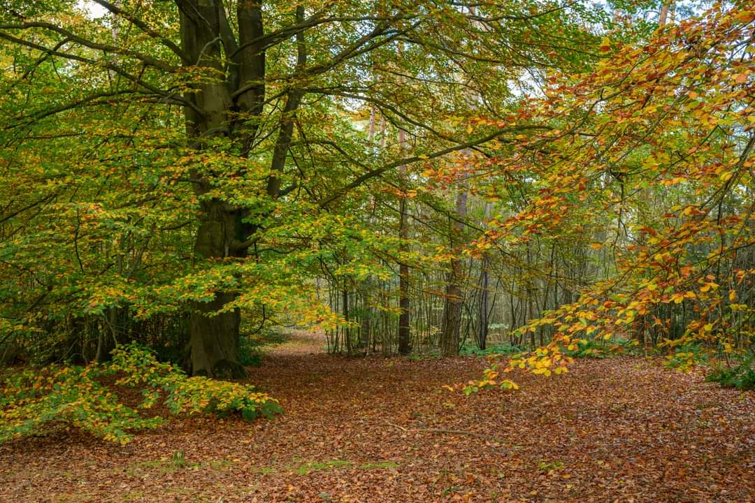 Herfst in het Ravenhof