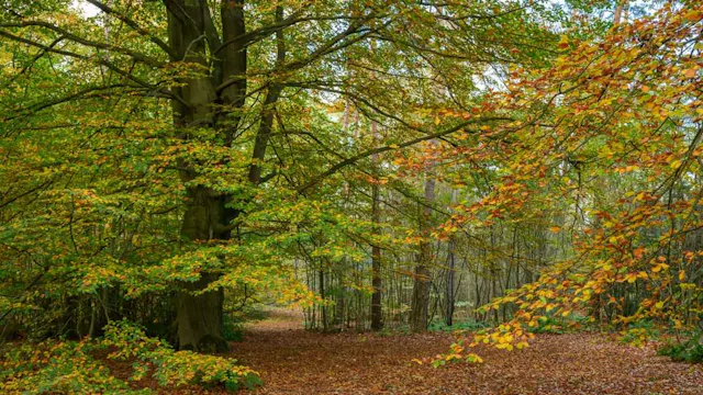 Herfst in het Ravenhof