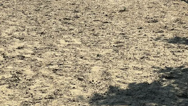 Paarden .... jouw coach, jouw therapeut, jouw vriend van de week.