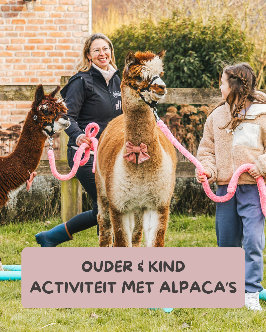 Ouder & kind activiteit met alpaca's