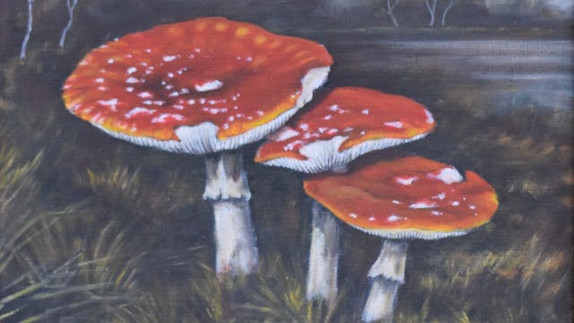 Expositie ODE AAN DE PADDENSTOEL van Jos Tuerlinckx