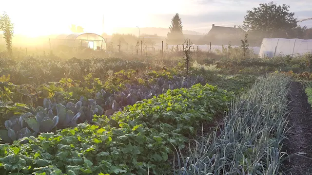 Impressie van het veld