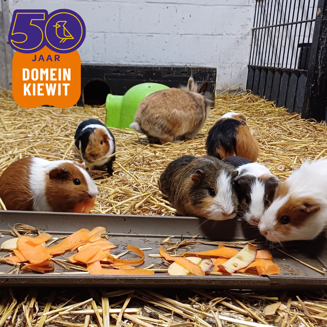 Cavia's Domein Kiewit