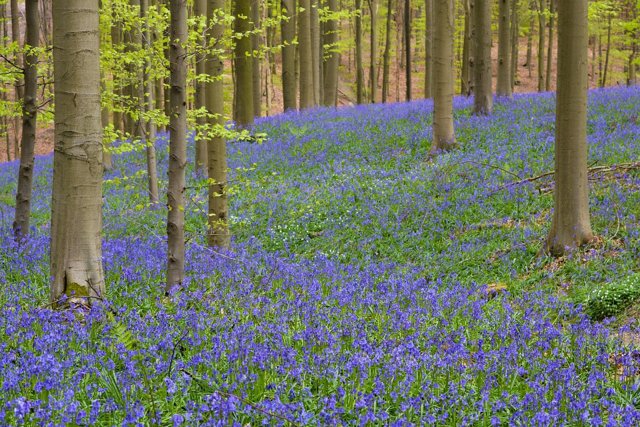 Hallerbos.