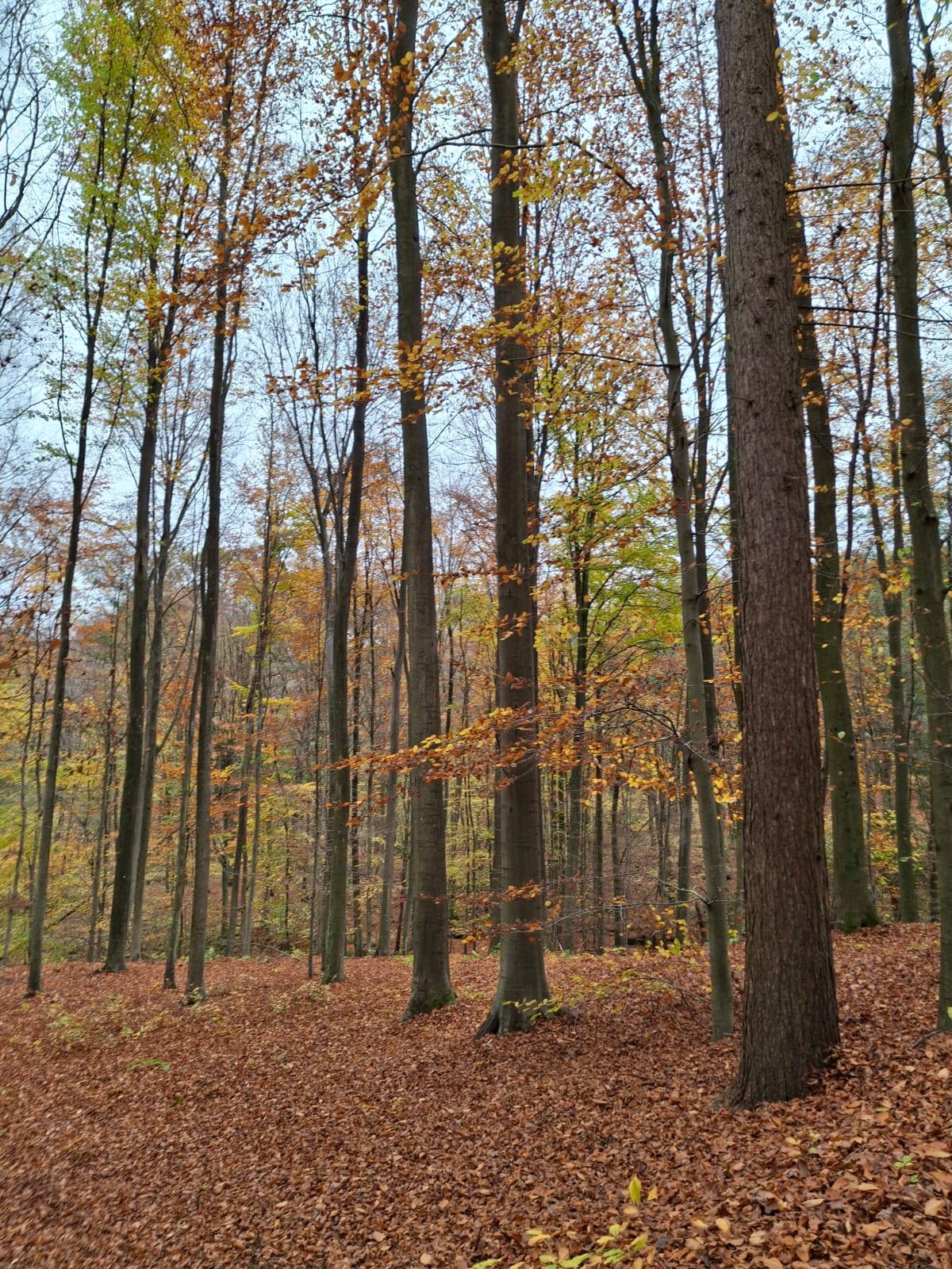 Het bos verwelkomt jou ♥