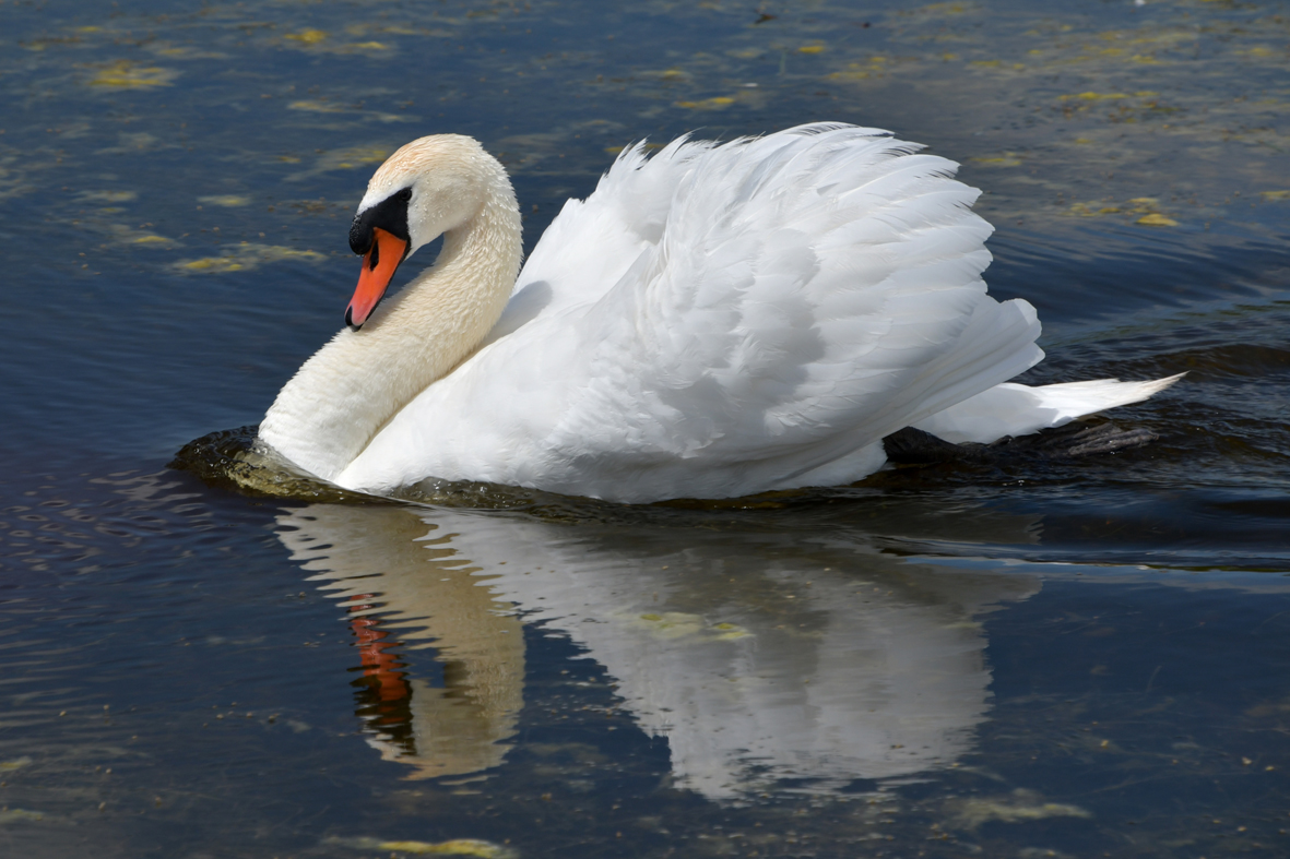 Kris Dumon Fotoclub ObjektiV